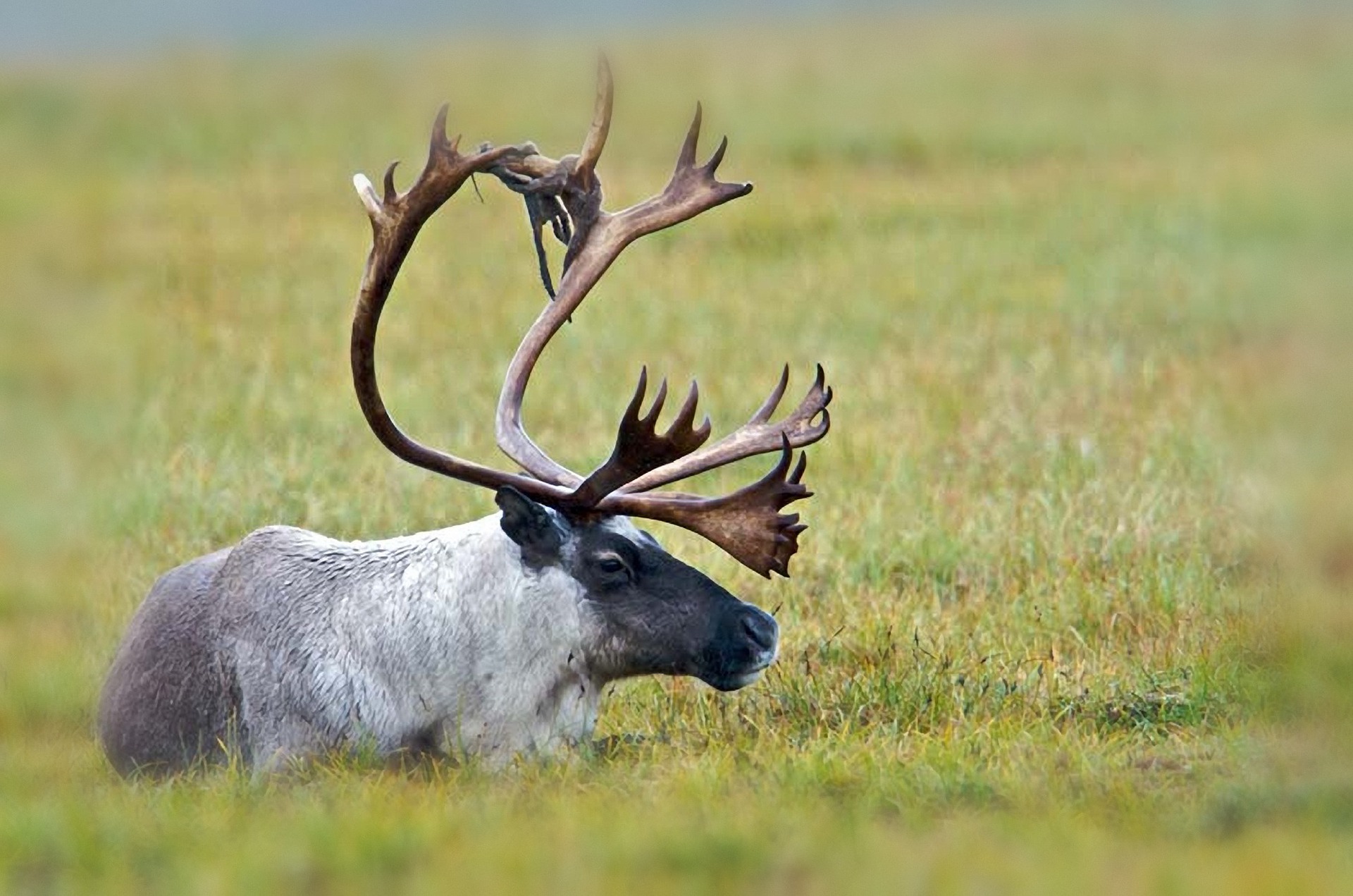 کاریبو Caribou