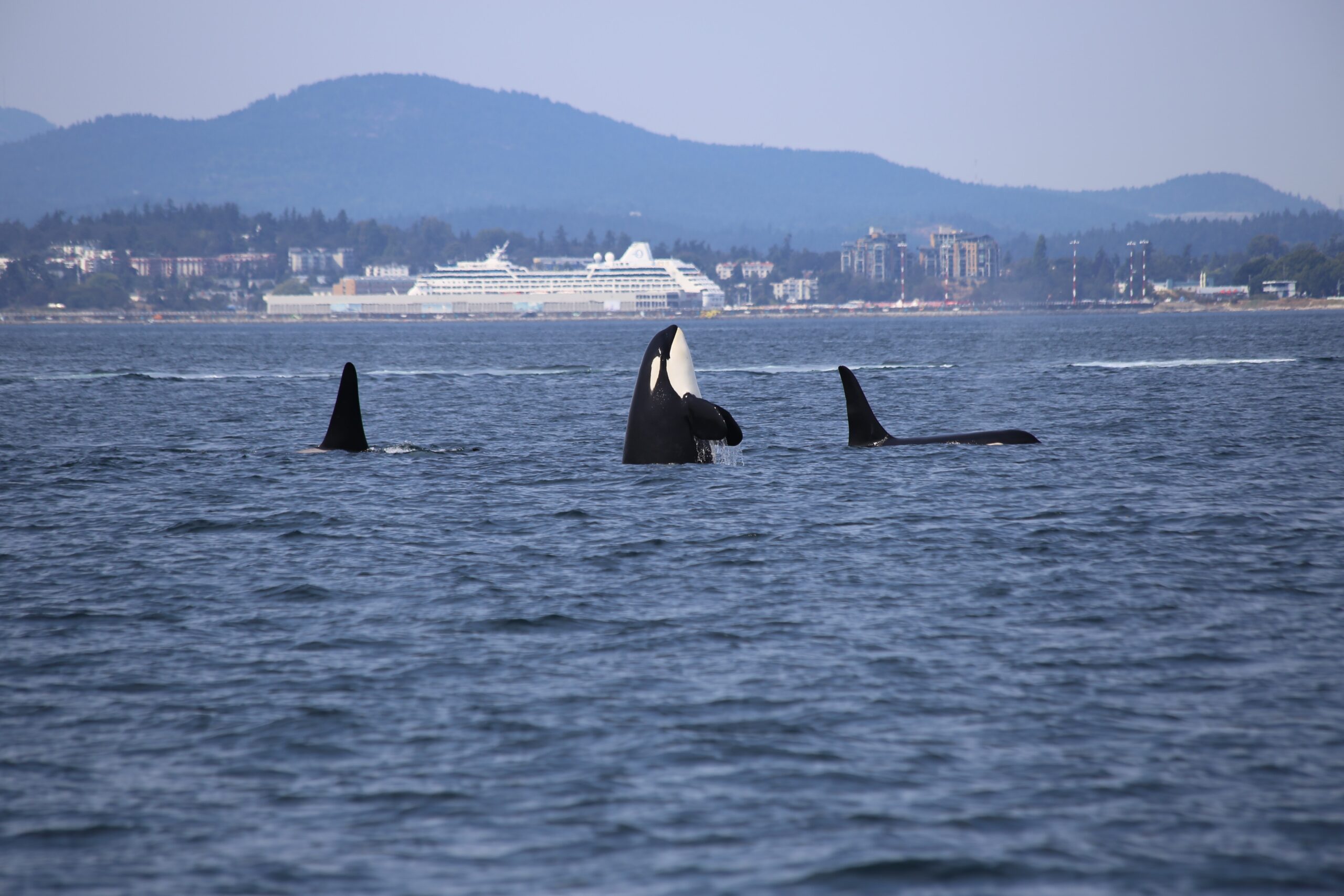 نهنگ قاتل Killer Whale