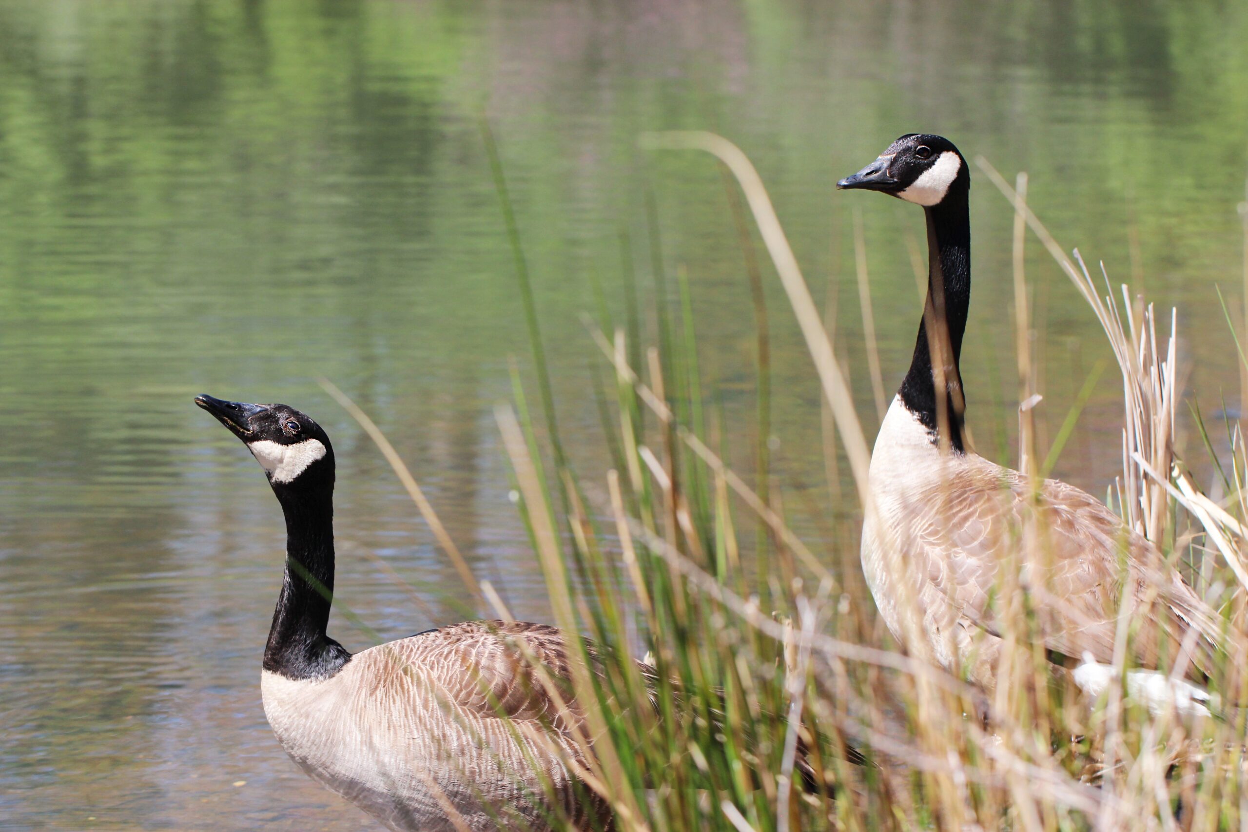 غاز کانادایی Canadian Geese 