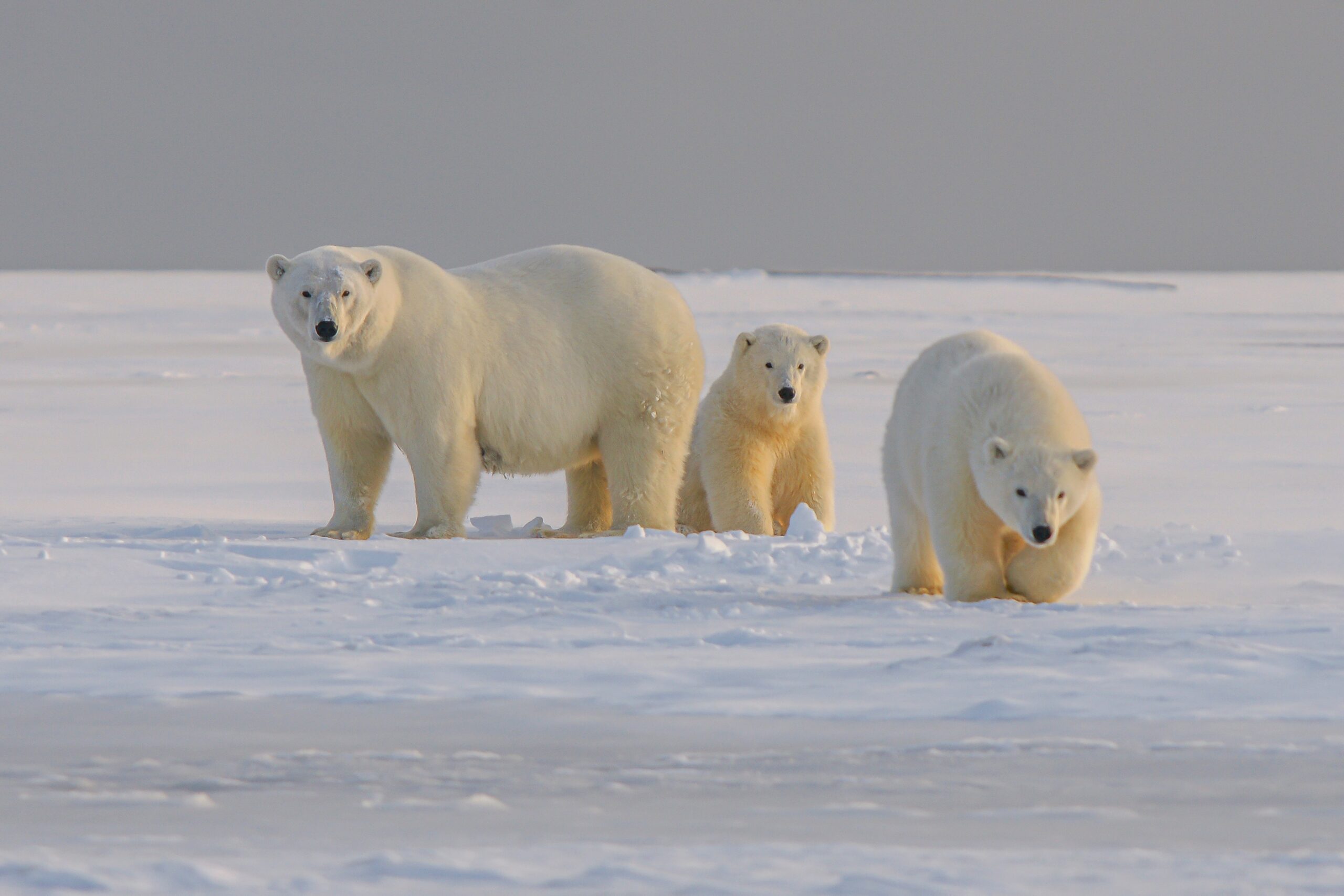 خرس قطبی Polar Bear