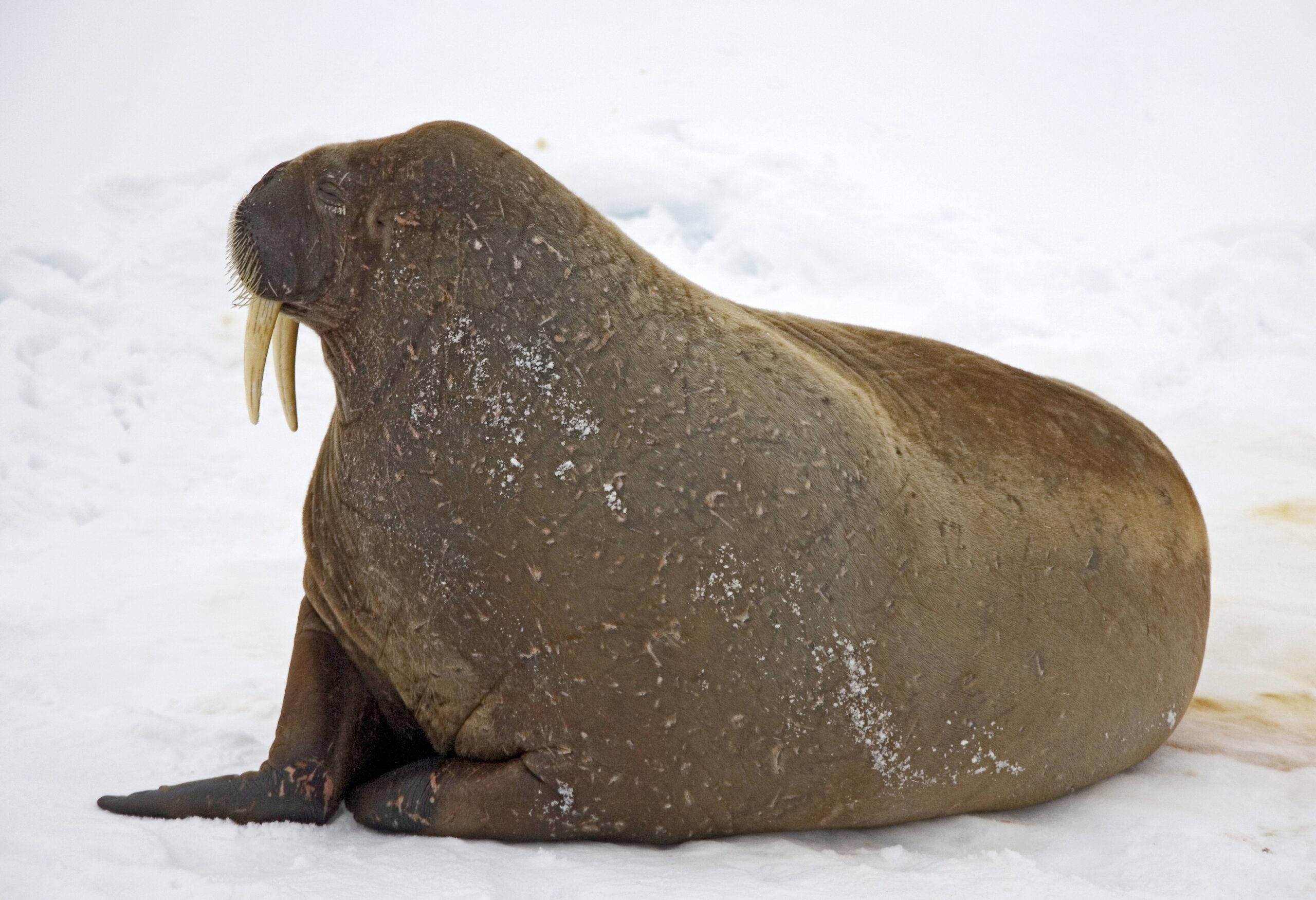 گراز دریایی Walrus