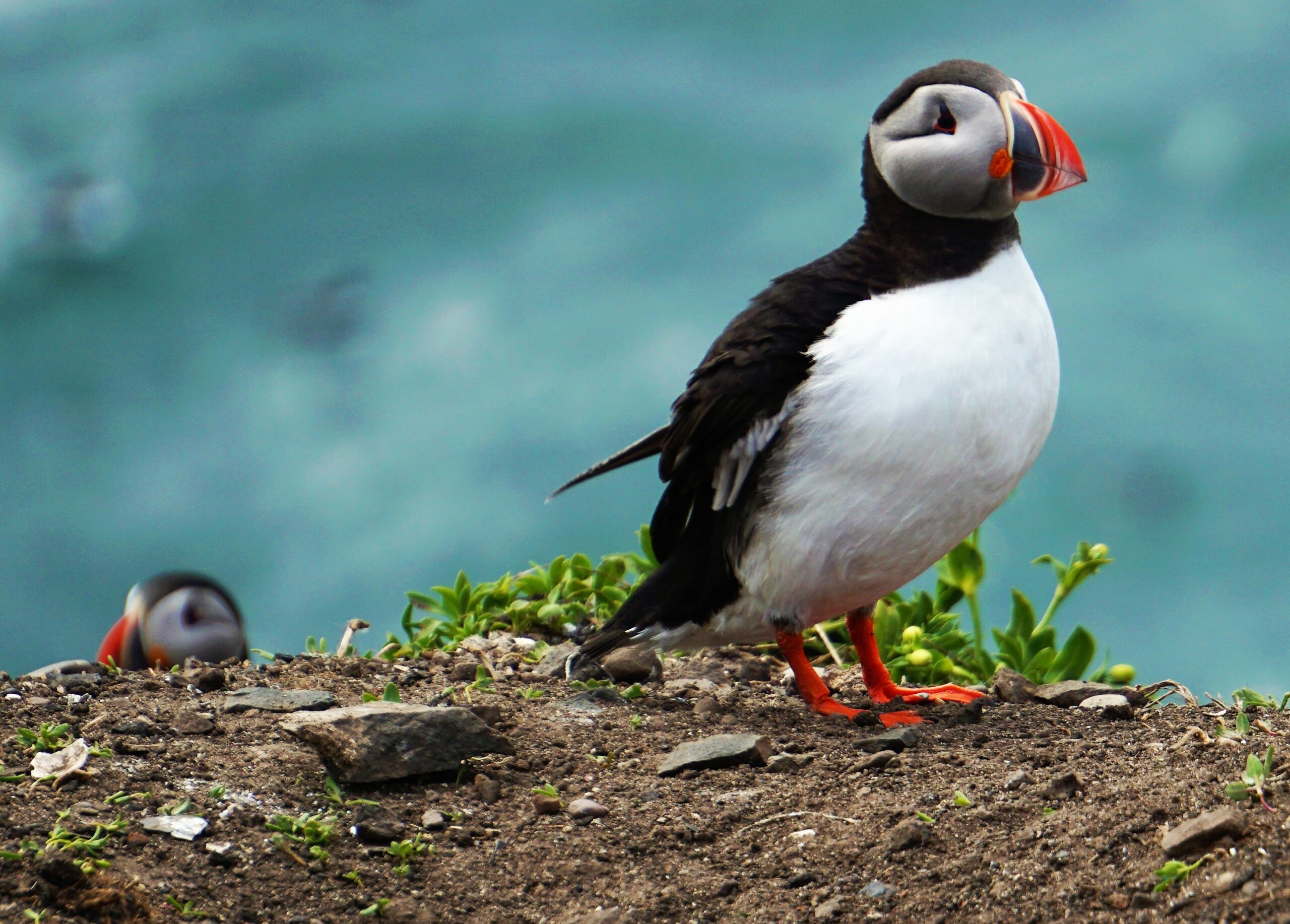 طوطی دریایی Puffins