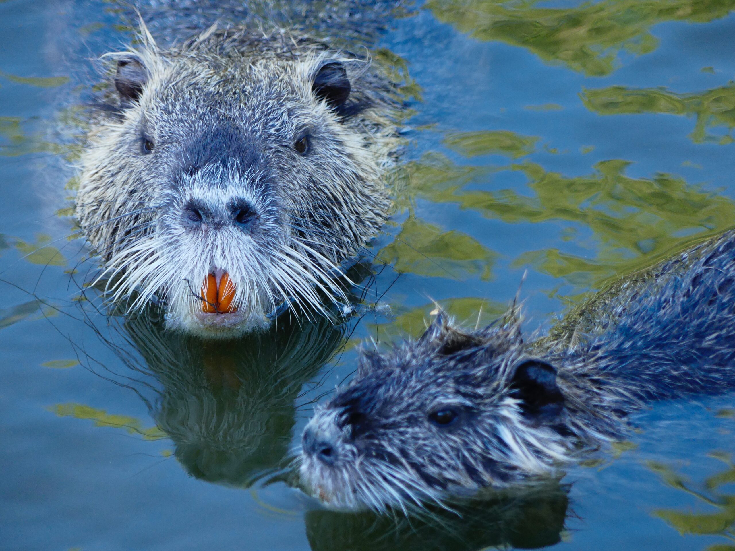 سگ آبی Beaver