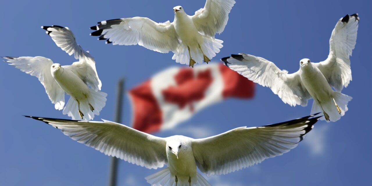 https://parax.ca/wp-content/uploads/2021/07/gulls-540791_1920-1280x640.jpg