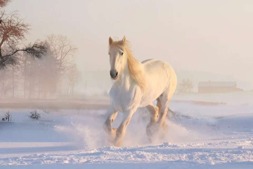 https://parax.ca/wp-content/uploads/2021/09/white-horse-3010129_960_720-960x640.jpg